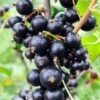 Risager Black Currant -Plant And Fruit Tree Store shutterstock 75304882 1