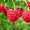 Boyne Raspberry -Plant And Fruit Tree Store shutterstock 76606609 1