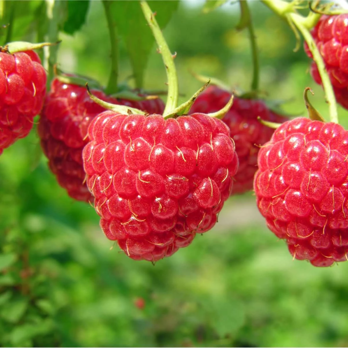Boyne Raspberry Bundle (5 Plants) 3 Boyne Raspberry Bundle (5 Plants)