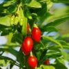 Phoenix Tears Goji Berry -Plant And Fruit Tree Store shutterstock 87391118 1