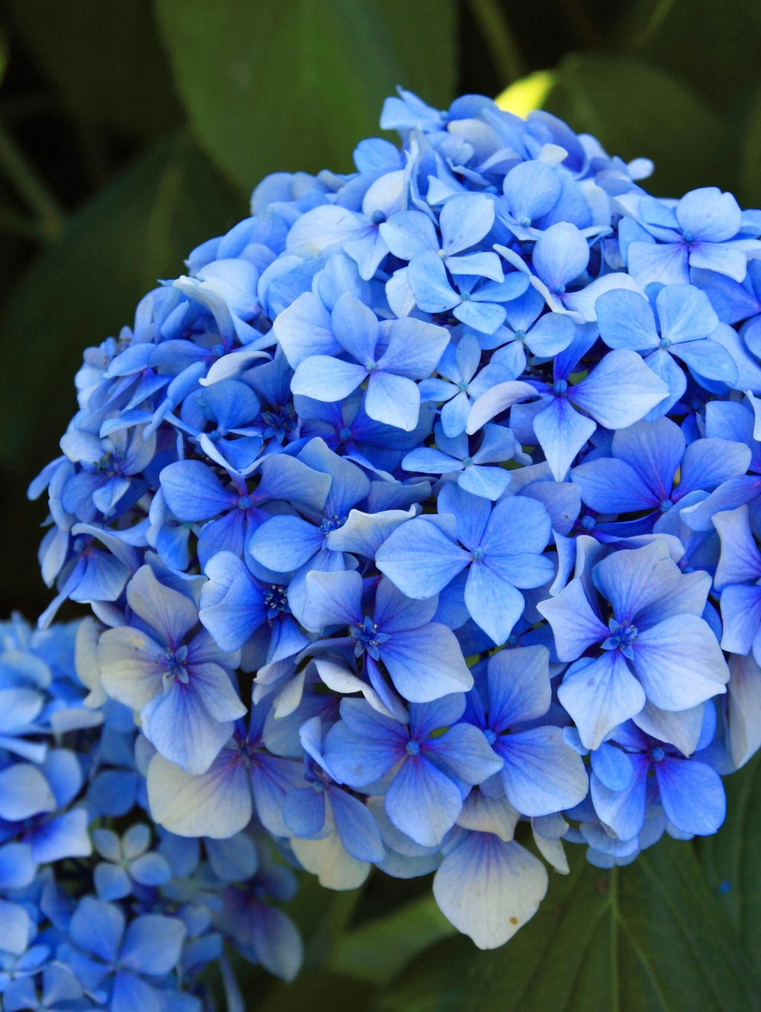 Forever Blue Hydrangea 3 Forever Blue Hydrangea