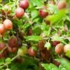 Poorman Gooseberry 2 Poorman Gooseberry -Plant And Fruit Tree Store shutterstock 99670808 1