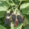 Hall's Beauty Blackberry 2 Hall's Beauty Blackberry -Plant And Fruit Tree Store shutterstock image 1 1