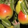 Gem European Pear -Plant And Fruit Tree Store shutterstock image 15 1 1 1