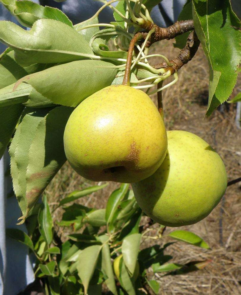 Hamese Asian Pear 3 Hamese Asian Pear