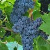 Muscat Of Norway Grape -Plant And Fruit Tree Store shutterstock image 3 1