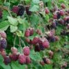 Marionberry -Plant And Fruit Tree Store shutterstock image 4 1 1 1