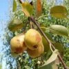Theilersbirne European Perry Pear 2 Theilersbirne European Perry Pear -Plant And Fruit Tree Store shutterstock image 6 1 1