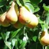 Bella Di Guigno European Pear -Plant And Fruit Tree Store shutterstock image 8 1