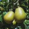 Blake's Pride European Pear -Plant And Fruit Tree Store shutterstock image 9 1