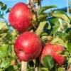 Early Pink Lady Apple 2 Early Pink Lady Apple -Plant And Fruit Tree Store shutterstock image 943b9d3d e7a9 422a 8518 cd4d734f9699 1