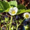 Male Musk Strawberry 2 Male Musk Strawberry -Plant And Fruit Tree Store shutterstock 1025150605