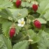 Wild Strawberry -Plant And Fruit Tree Store shutterstock 104055983 1