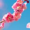 Peggy Clark Flowering Apricot -Plant And Fruit Tree Store shutterstock 1061245775
