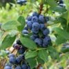 Olympia Blueberry -Plant And Fruit Tree Store shutterstock 1061747792 1