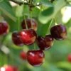 Hudson Cherry -Plant And Fruit Tree Store shutterstock 109532414hudson