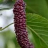 Pakistan Fruiting Mulberry -Plant And Fruit Tree Store shutterstock 1102699931