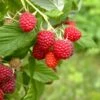 Caroline Raspberry Bundle (5 Plants) -Plant And Fruit Tree Store shutterstock 1128998837 1acf3e08 26d9 4d05 ae3c ca5bcef7f0a3
