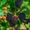 Columbia Sunrise Thornless Blackberry 1 Columbia Sunrise Thornless Blackberry -Plant And Fruit Tree Store shutterstock 1137185042