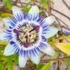 Blue Crown Passionflower -Plant And Fruit Tree Store shutterstock 1141041311