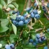 Patriot Blueberry -Plant And Fruit Tree Store shutterstock 114159136 2