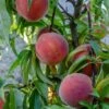 Mary Jane ™ Peach -Plant And Fruit Tree Store shutterstock 1154052739