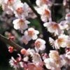 Bungo Flowering Apricot -Plant And Fruit Tree Store shutterstock 1158646051