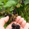 Wild Treasure Thornless Trailing Blackberry -Plant And Fruit Tree Store shutterstock 1165079023 1