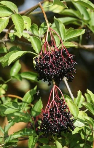 Ranch Elderberry 3 Ranch Elderberry