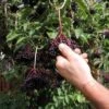 Samdal Elderberry 1 Samdal Elderberry -Plant And Fruit Tree Store shutterstock 1168717393