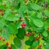 Northline Serviceberry -Plant And Fruit Tree Store shutterstock 1185600754