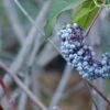 Blue Elderberry 1 Blue Elderberry -Plant And Fruit Tree Store shutterstock 1189645075