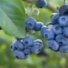 Razz ™ Blueberry -Plant And Fruit Tree Store shutterstock 1192869643