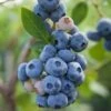 Reka Blueberry -Plant And Fruit Tree Store shutterstock 1192869697 1