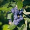 Alpha Emerald Blueberry -Plant And Fruit Tree Store shutterstock 1192870129 1