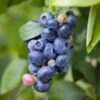 Spartan Blueberry -Plant And Fruit Tree Store shutterstock 1195250827 1