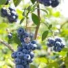 Alpha Misty Blueberry 2 Alpha Misty Blueberry -Plant And Fruit Tree Store shutterstock 1195250830 1