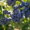 Darrow Blueberry 1 Darrow Blueberry -Plant And Fruit Tree Store shutterstock 1195256659