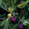 Sultane Fig -Plant And Fruit Tree Store shutterstock 1206348388