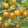 Hinnomaki Yellow Gooseberry -Plant And Fruit Tree Store shutterstock 138667280
