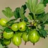 Invicta Gooseberry 1 Invicta Gooseberry -Plant And Fruit Tree Store shutterstock 142468006