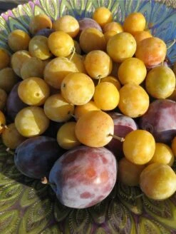 Featured Products -Plant And Fruit Tree Store shutterstock 1427325371