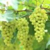 Niagara Grape 1 Niagara Grape -Plant And Fruit Tree Store shutterstock 144385198