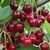 Danube Cherry 1 Danube Cherry -Plant And Fruit Tree Store shutterstock 1455581603