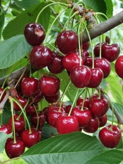 Danube Cherry