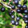 Ben Lomond Black Currant -Plant And Fruit Tree Store shutterstock 1477064366