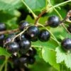 Ben More Black Currant -Plant And Fruit Tree Store shutterstock 1482109526