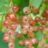 Pink Champagne Currant -Plant And Fruit Tree Store shutterstock 1485591821