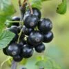 Minaj Smyriou Black Currant 2 Minaj Smyriou Black Currant -Plant And Fruit Tree Store shutterstock 1497701447