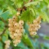 Blanca White Currant -Plant And Fruit Tree Store shutterstock 1551737345